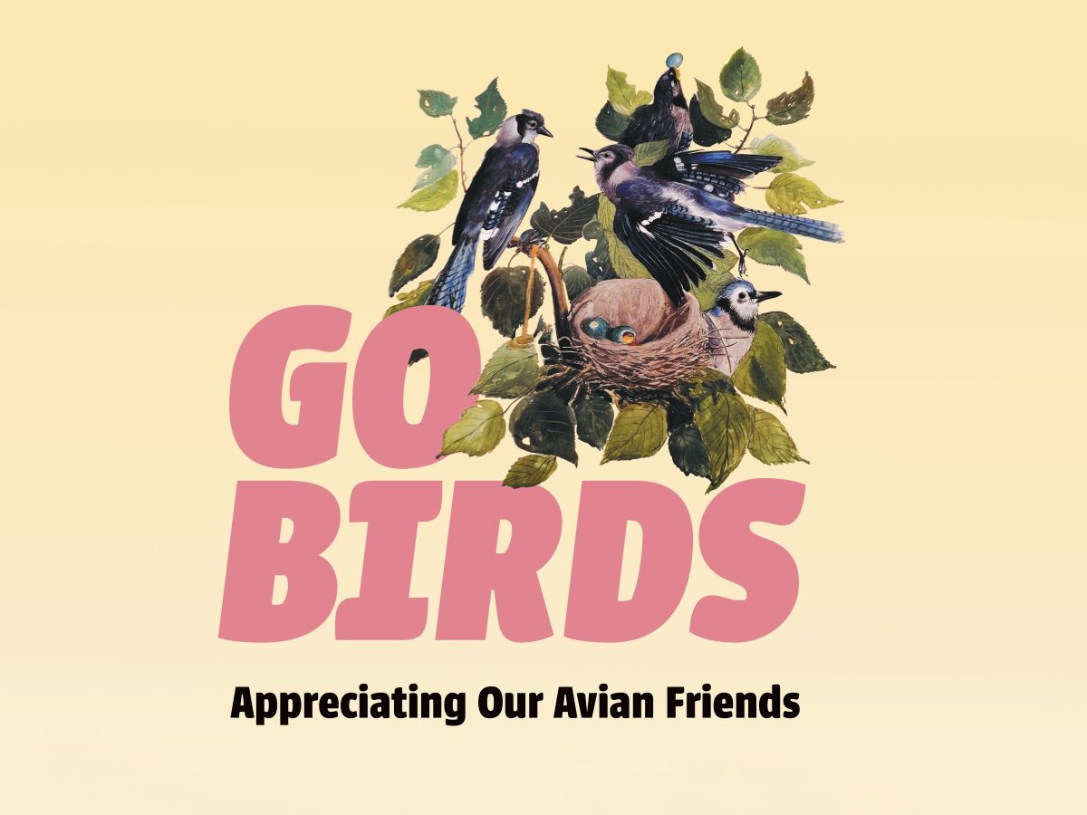 Go Birds: Appreciating Our Avian Friends