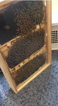 Bees in the library? Bees in the libary!