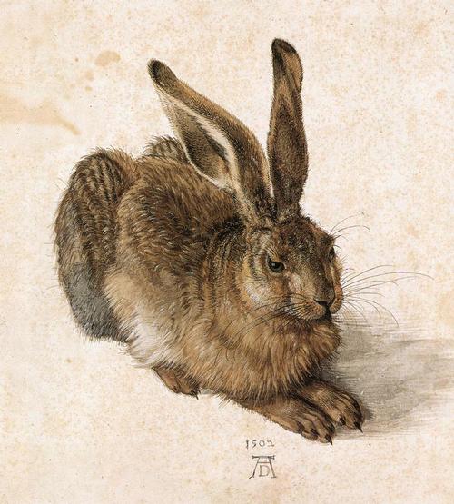 The Hare by Albrecht Dürer, Courtesy Albertina