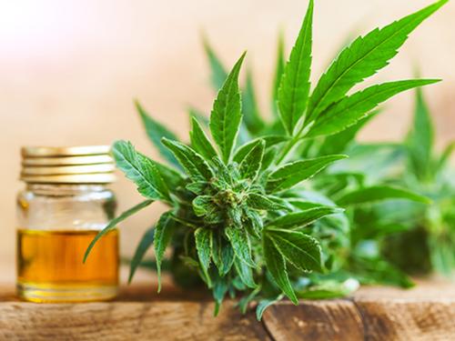 CBD Oil is extracted from Cannabis plants.