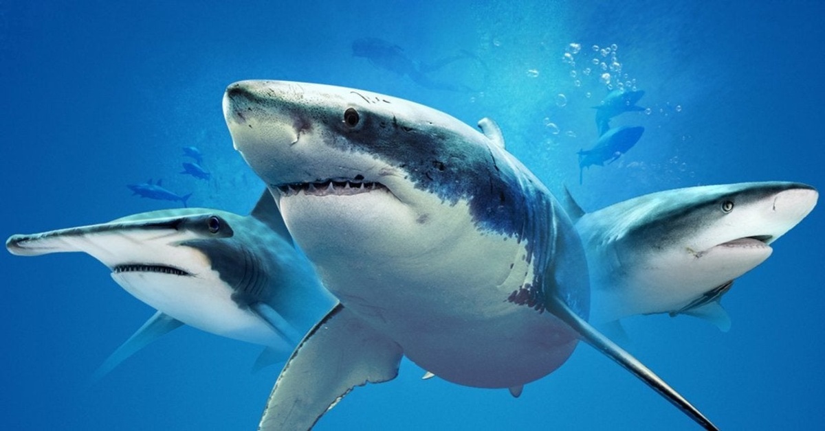 Shark Week 2021: hammerheads, tigers, bulls, great whites, and ninja sharks!