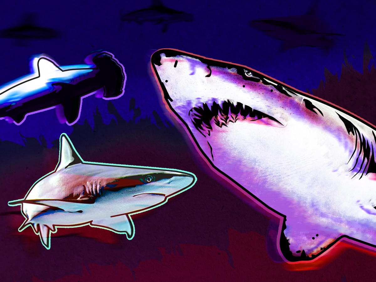 What better time than Shark Week to dive into our Digital Media offerings for some more shark-related recommendations?