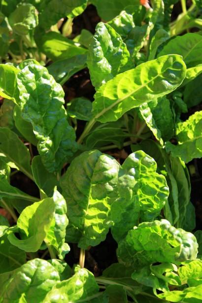 Cold-weather spinach is delicious and great to cook with.