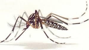 The Zika virus is transmitted to people primarily by Aedes aegypti mosquitoes.