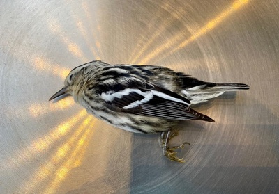 Black-and-white warbler killed in collision with building in Philadelphia. Photo by Bird Safe Philly volunteer Stephen Maciejewski.