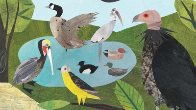 Interior illustration from Counting Birds by Clover Robin