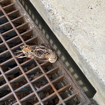 Deceased American woodcock, killed in collision with building at 22nd Street and Pennsylvania Avenue.