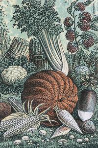 Pumpkin detail from Dreer's Garden Calendar, Chromolithograph, Historical Images of Philadelphia