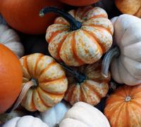 Piles of pumpkins!