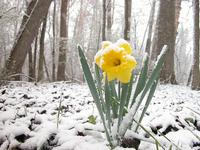 Spring flowers bring... snowstorms?