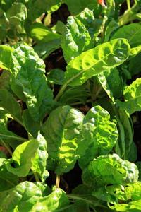 Cold-weather spinach is delicious and great to cook with.