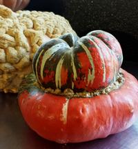 Turban pumpkin